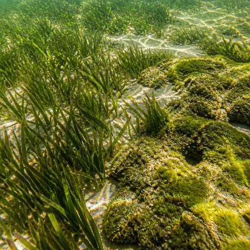 Diving the Andaman: A Season-by-Season Guide to Phuket's Underwater World